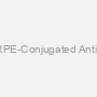 Human CSK AssayLite RPE-Conjugated Antibody Flow Cytometry Kit
